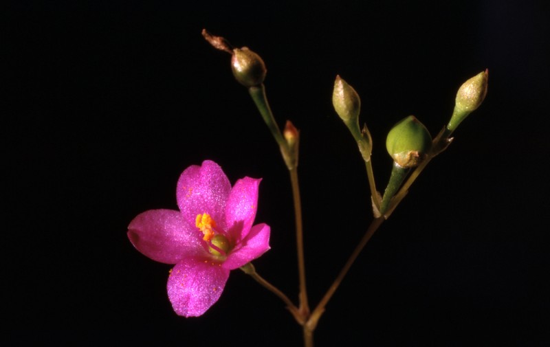 Sunbright photo 2
