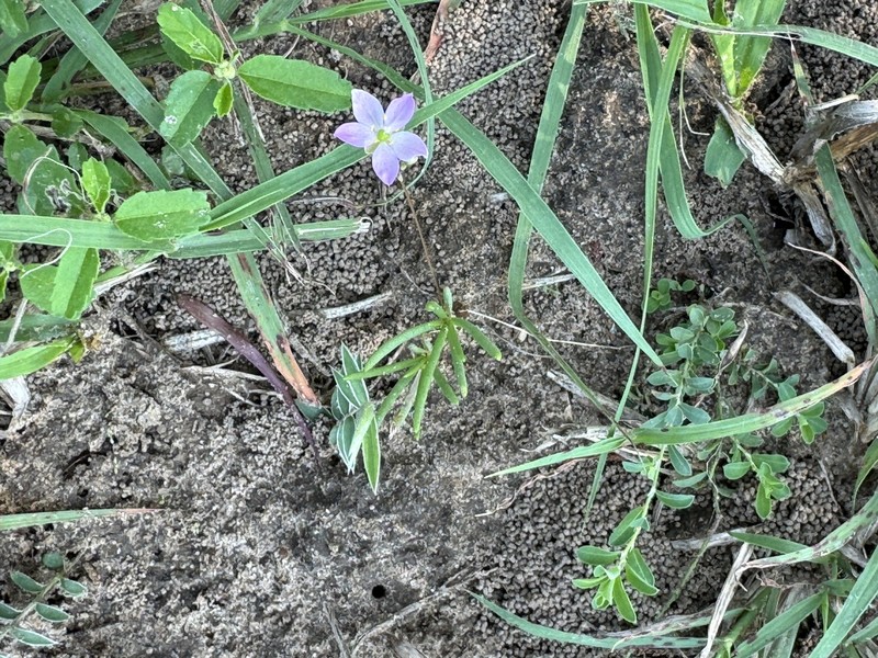Sunbright photo 3