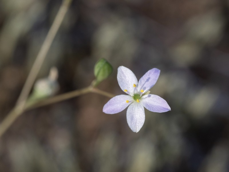 Sunbright photo 4