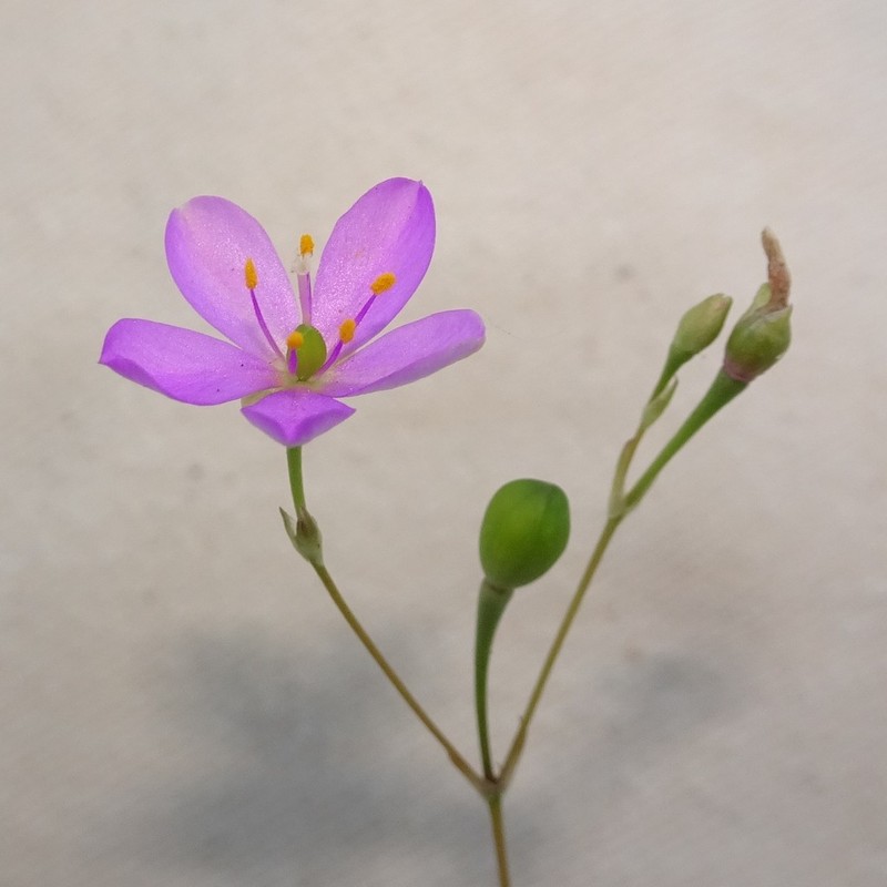 New Mexico Fameflower photo 4