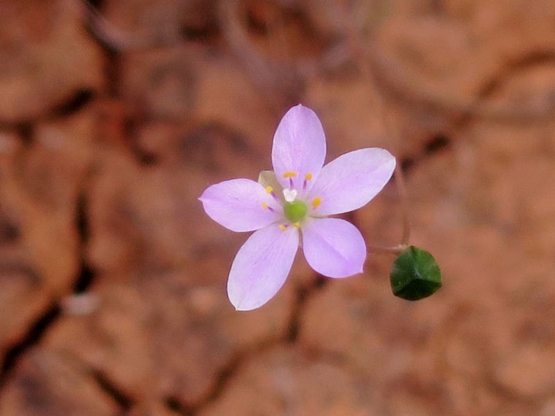 New Mexico Fameflower photo 5