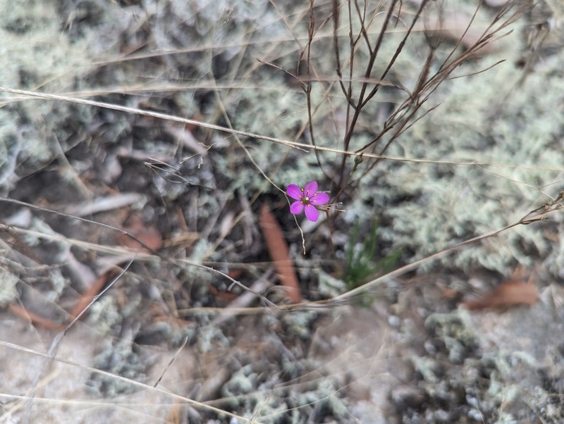 New Mexico Fameflower photo 6