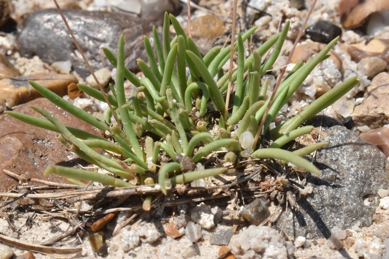 Sunbright photo 8
