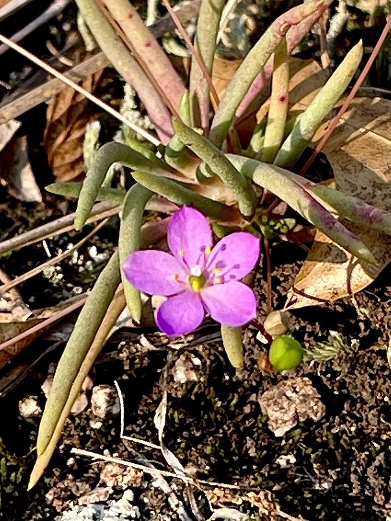 Goodding's Fameflower photo 2