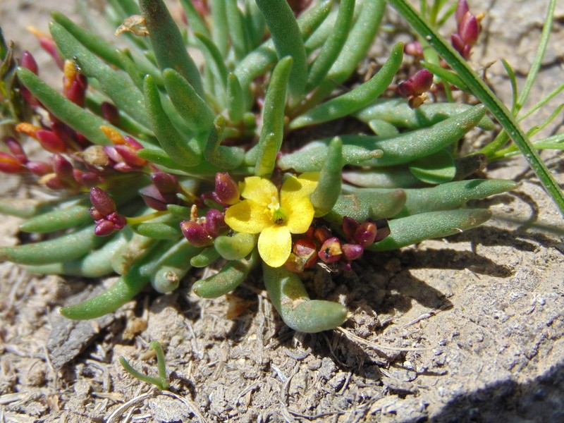 Tepic Flameflower photo 2
