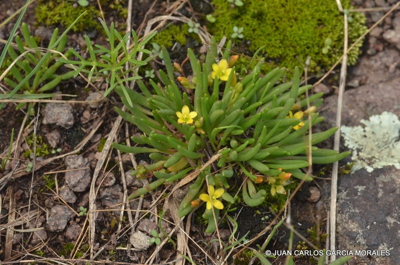 Tepic Flameflower photo 3