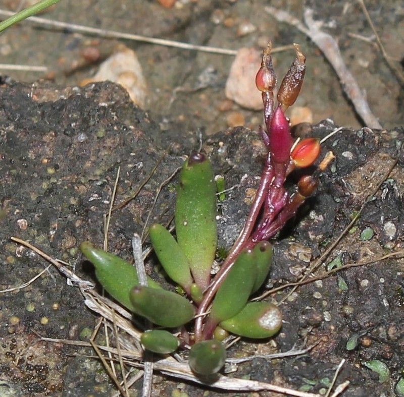 Tepic Flameflower photo 4