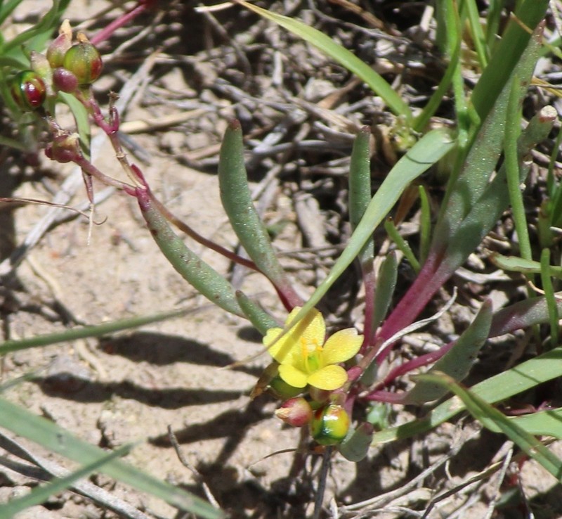 Tepic Flameflower photo 5