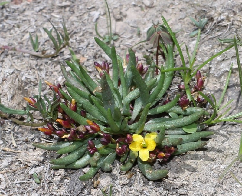 Tepic Flameflower photo 7