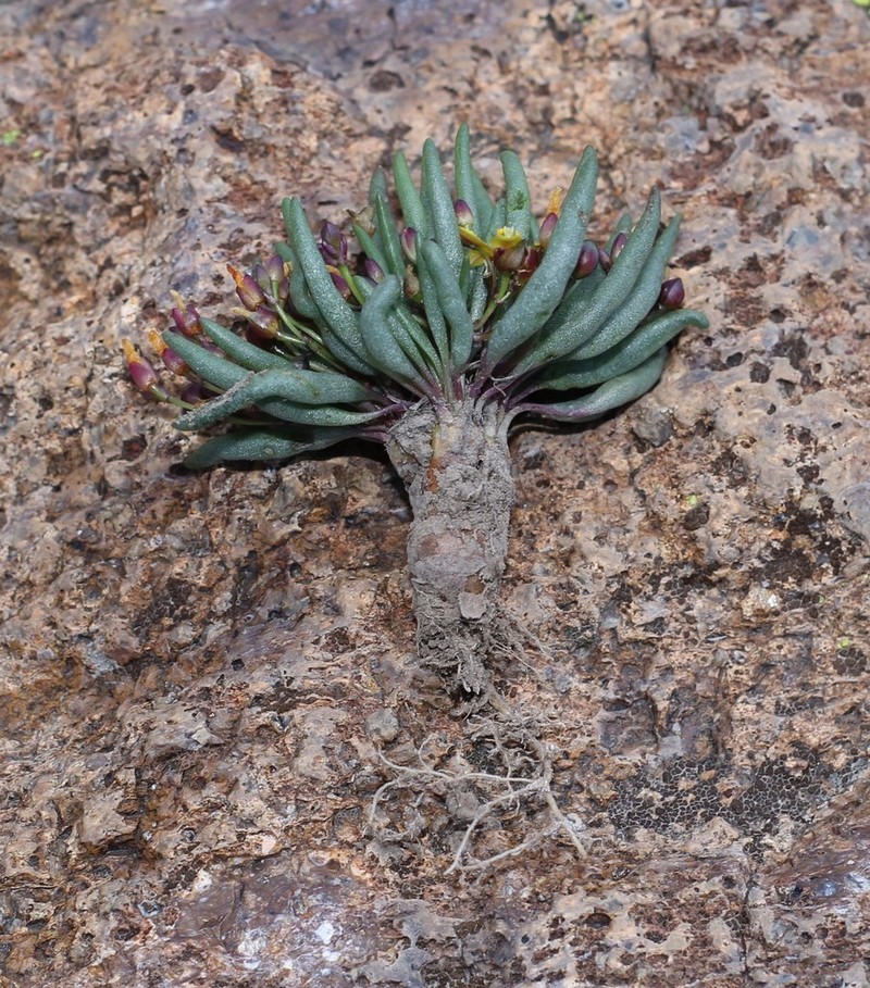 Tepic Flameflower photo 8