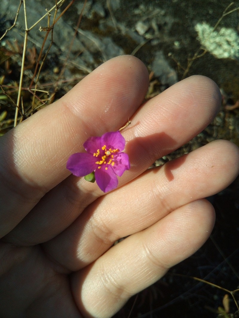 Phemeranthus piedmontanus