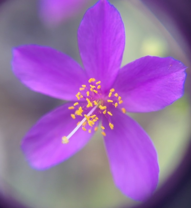 Phemeranthus piedmontanus photo 2