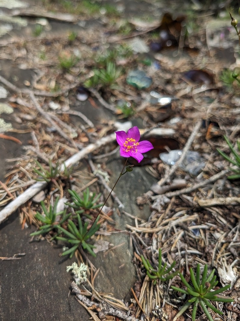 Phemeranthus piedmontanus photo 3