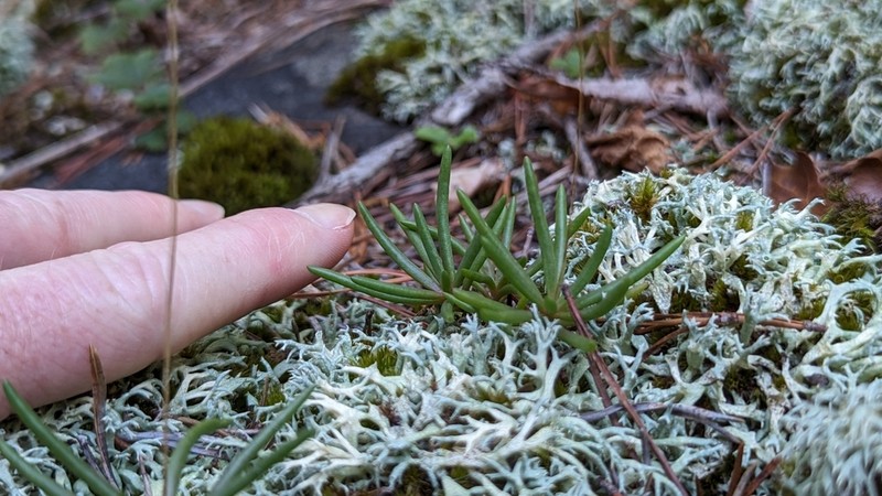 Phemeranthus piedmontanus photo 4