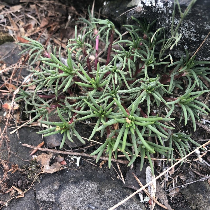 Phemeranthus piedmontanus photo 5