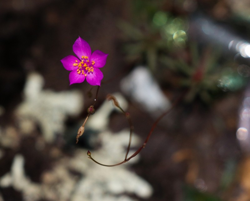 Phemeranthus piedmontanus photo 6