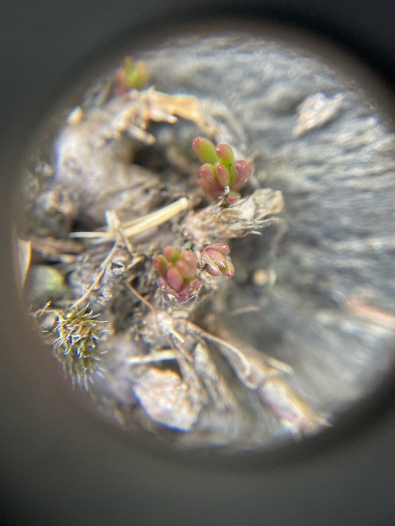 Phemeranthus piedmontanus photo 7