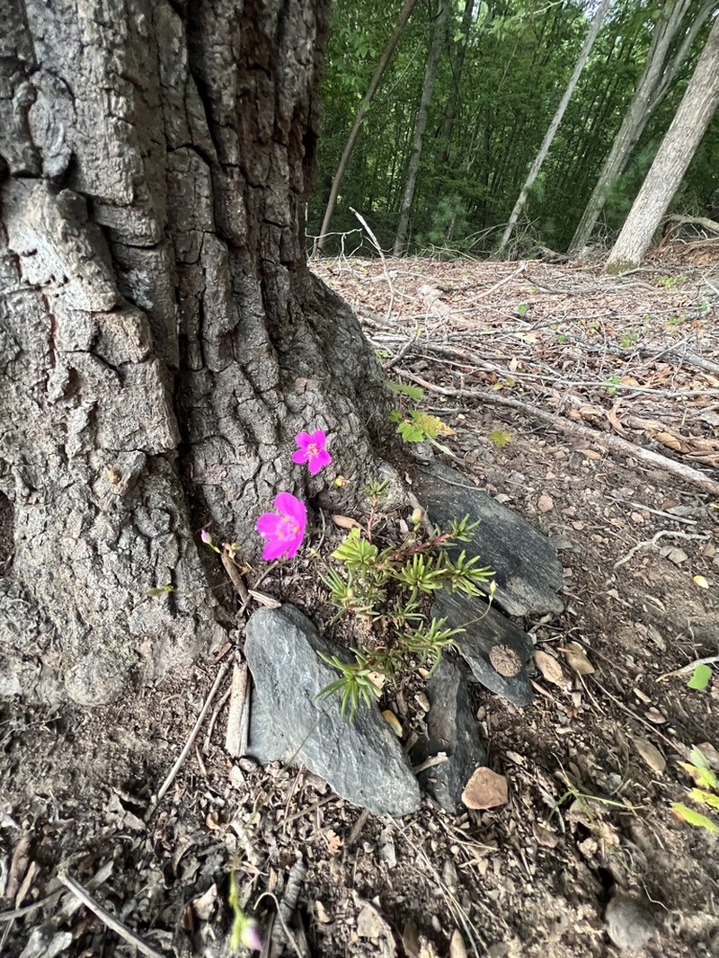 Phemeranthus piedmontanus photo 8