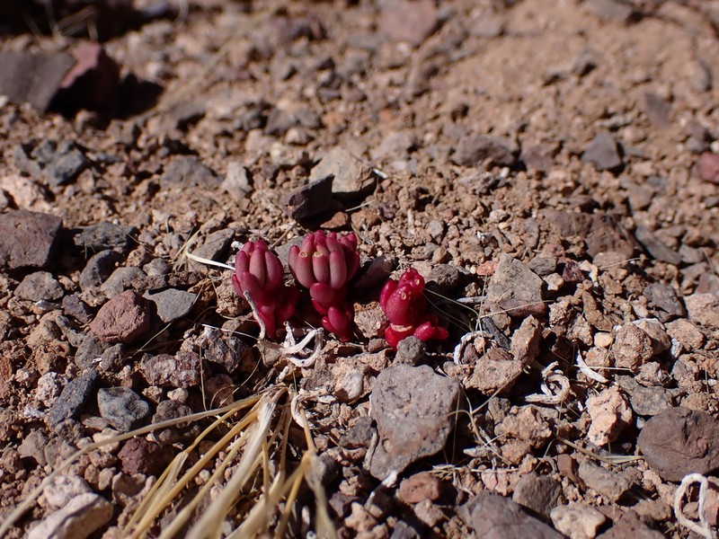 Phemeranthus rhizomatus