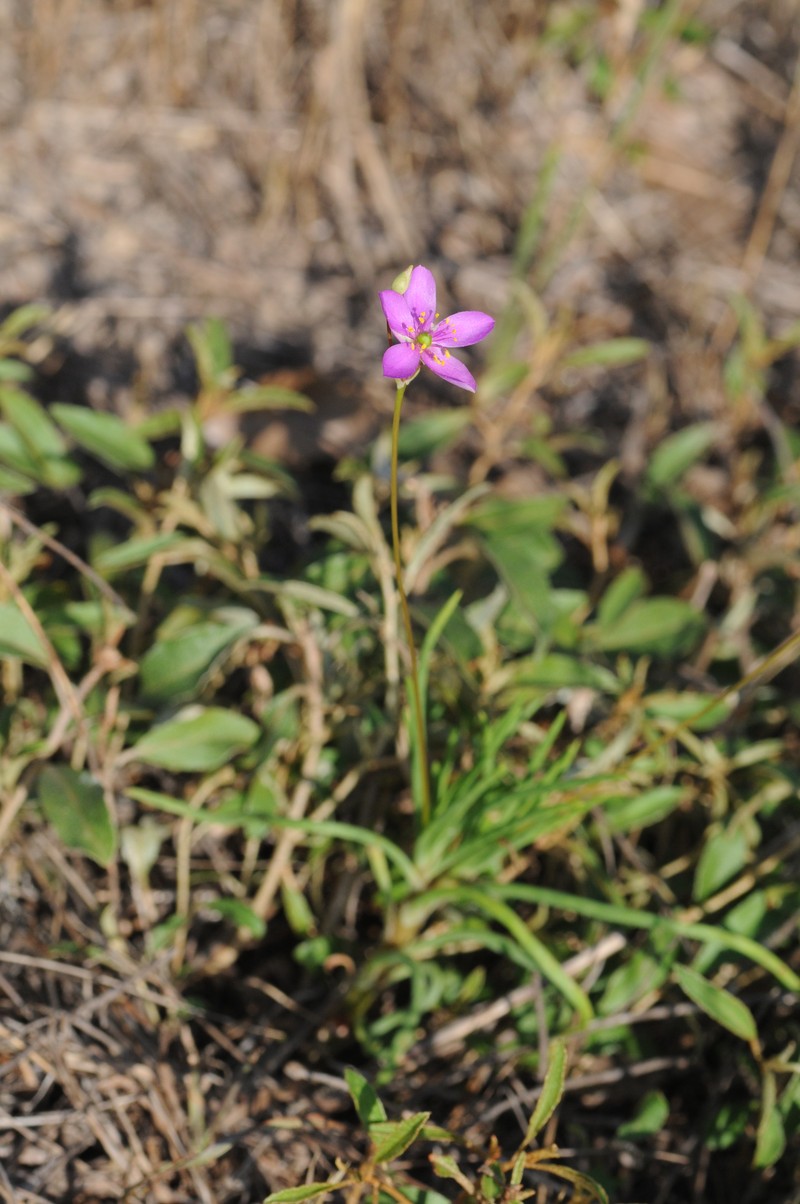 Prairie Fameflower photo 4