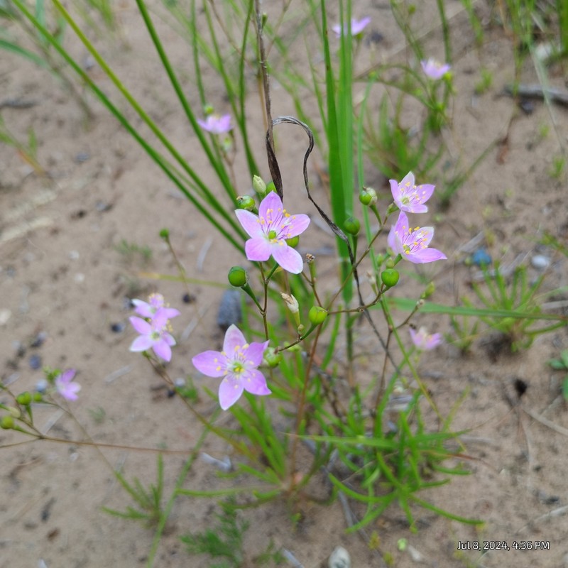 Prairie Fameflower photo 5