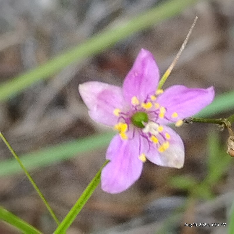 Prairie Fameflower photo 7