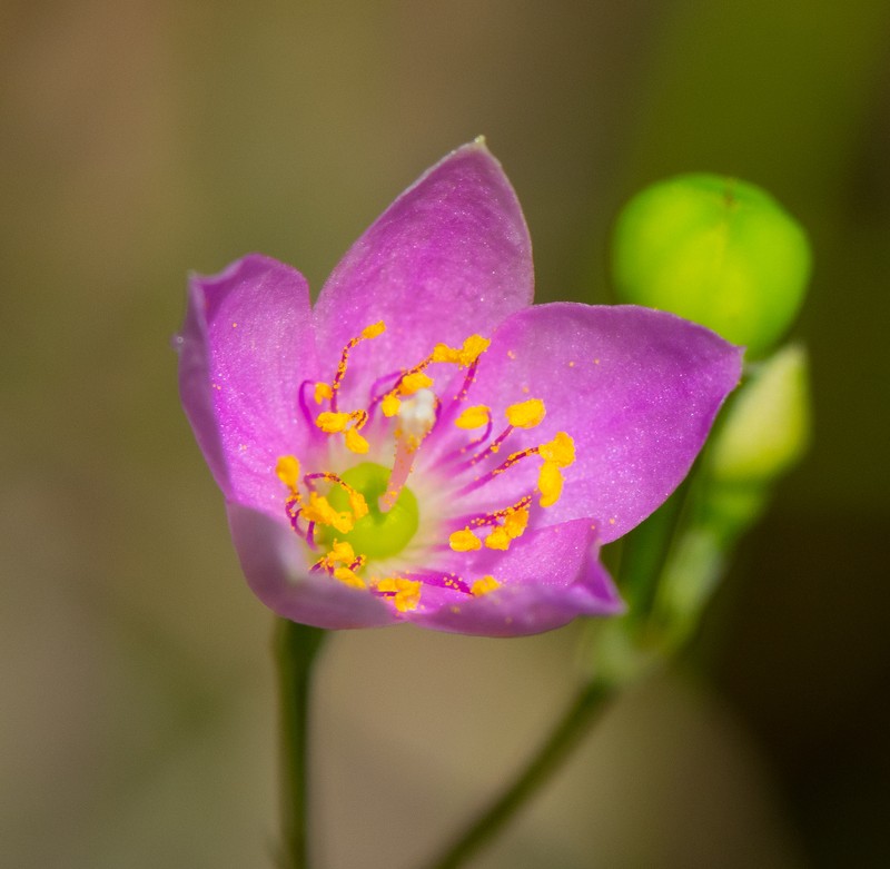 Prairie Fameflower