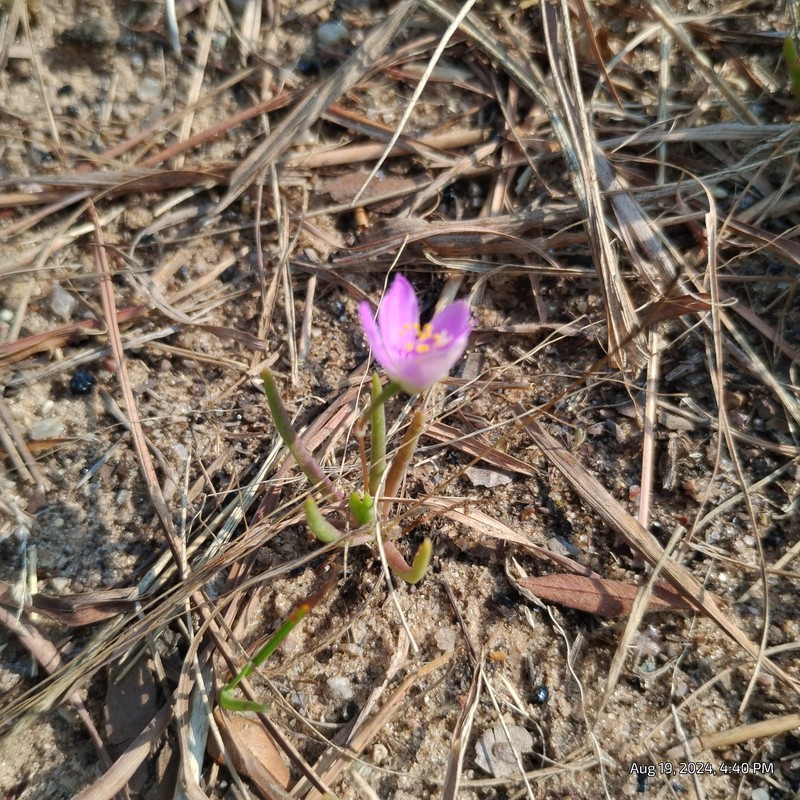 Prairie Fameflower photo 2