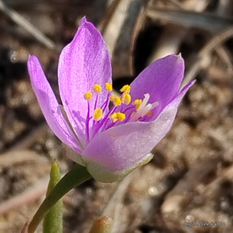 Prairie Fameflower photo 3