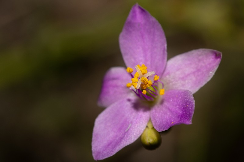 Prairie Fameflower photo 3
