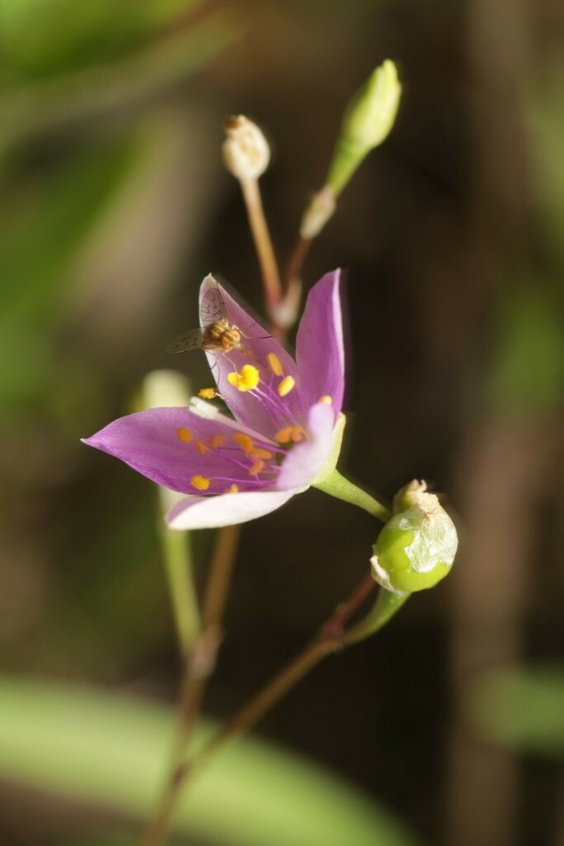 Prairie Fameflower photo 5