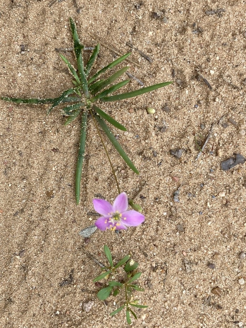 Prairie Fameflower photo 6