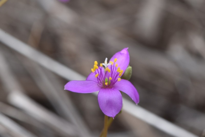 Prairie Fameflower photo 7