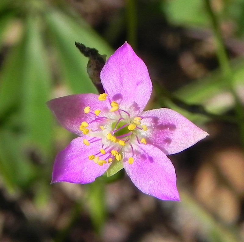 Prairie Fameflower photo 8