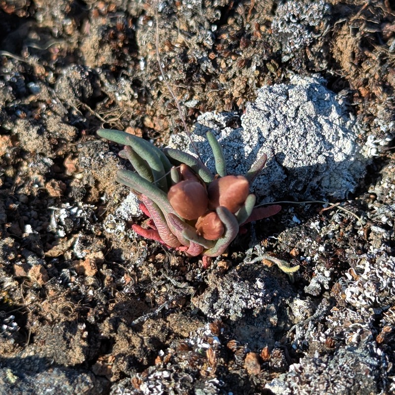 Okanogan Fameflower photo 2