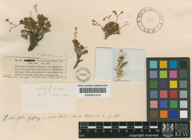 Okanogan Fameflower photo 3