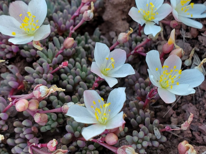 Okanogan Fameflower