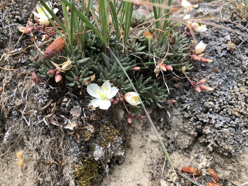 Okanogan Fameflower photo 4