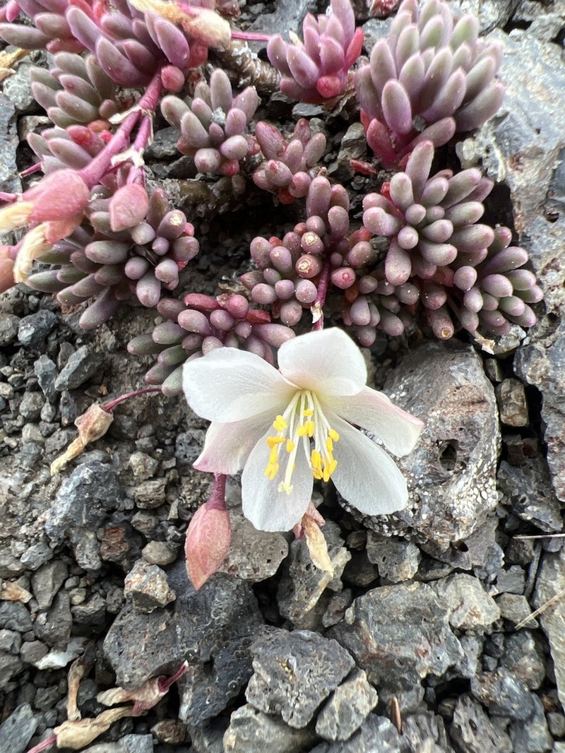 Okanogan Fameflower photo 7