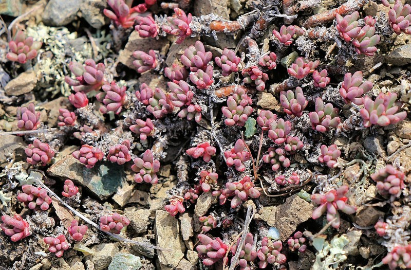 Okanogan Fameflower photo 8