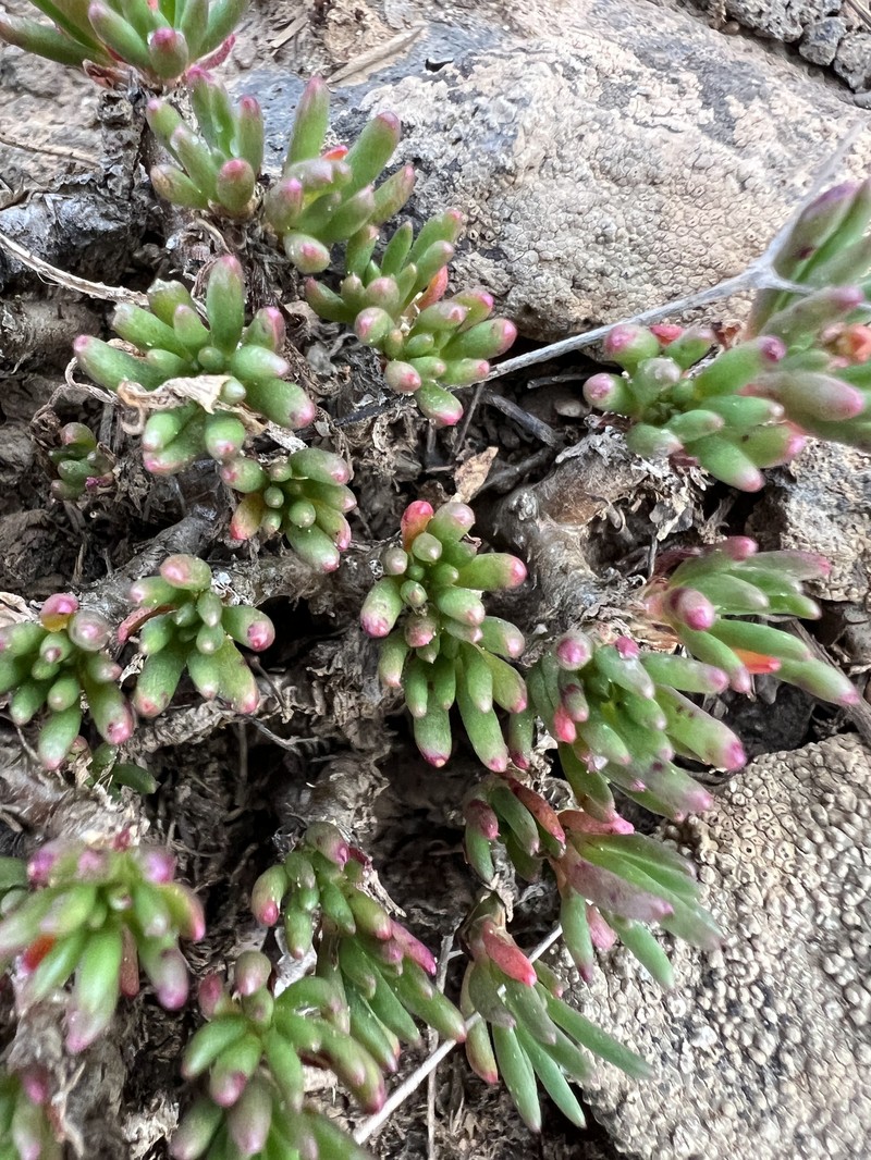 Spiny Fameflower photo 5
