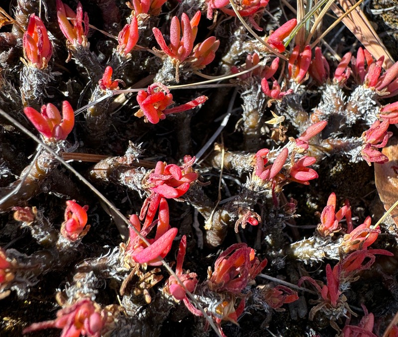 Spiny Fameflower photo 2