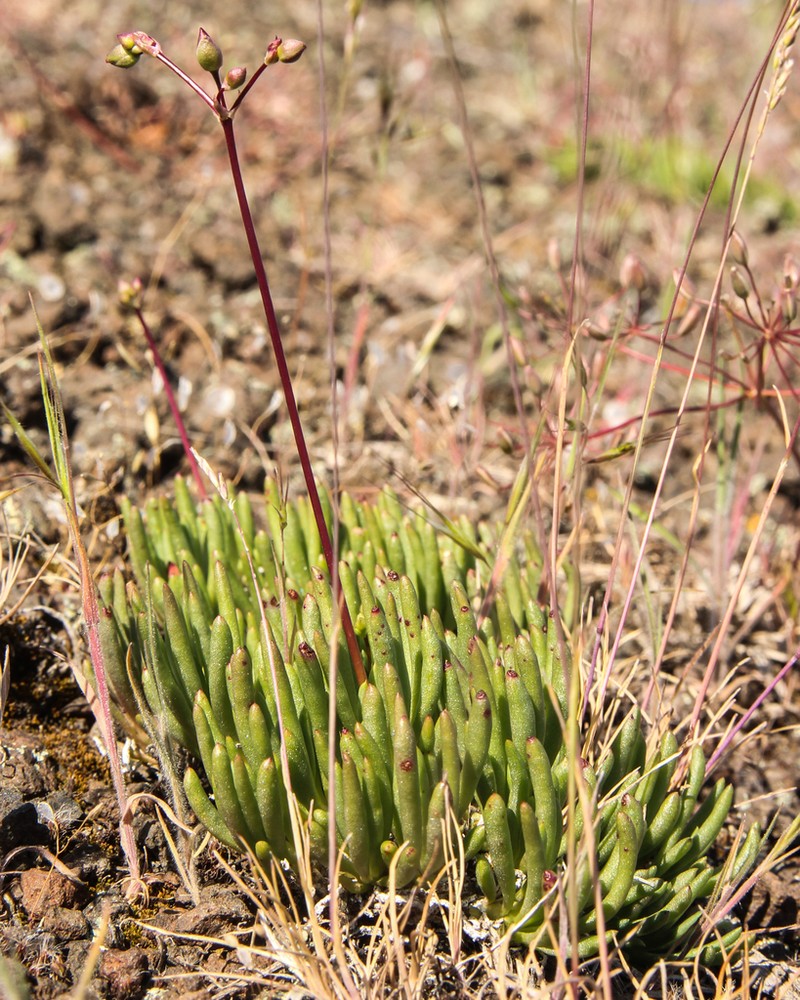 Spiny Fameflower photo 6
