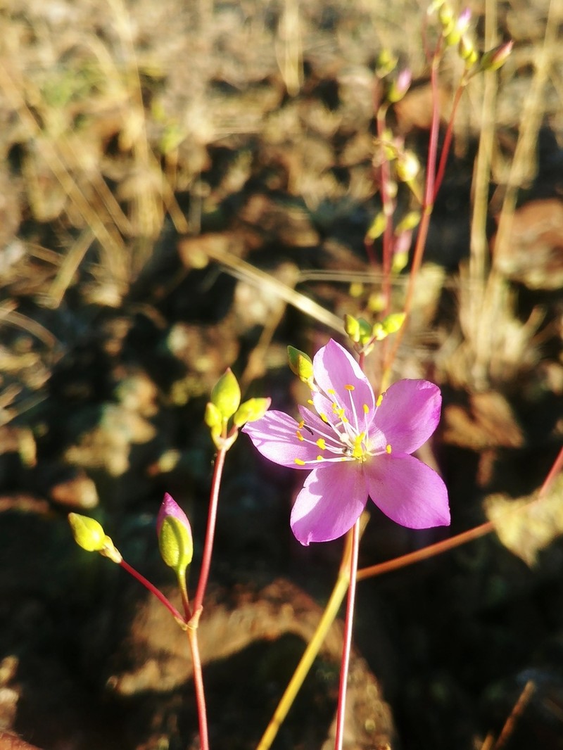 Spiny Fameflower photo 8