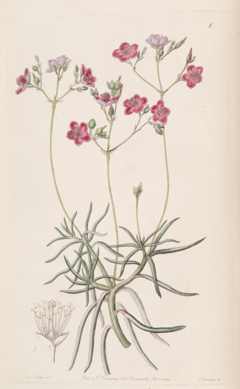 Quill Fameflower