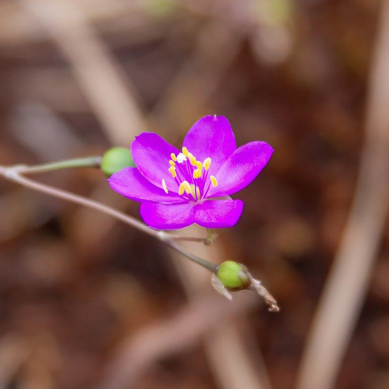 Quill Fameflower