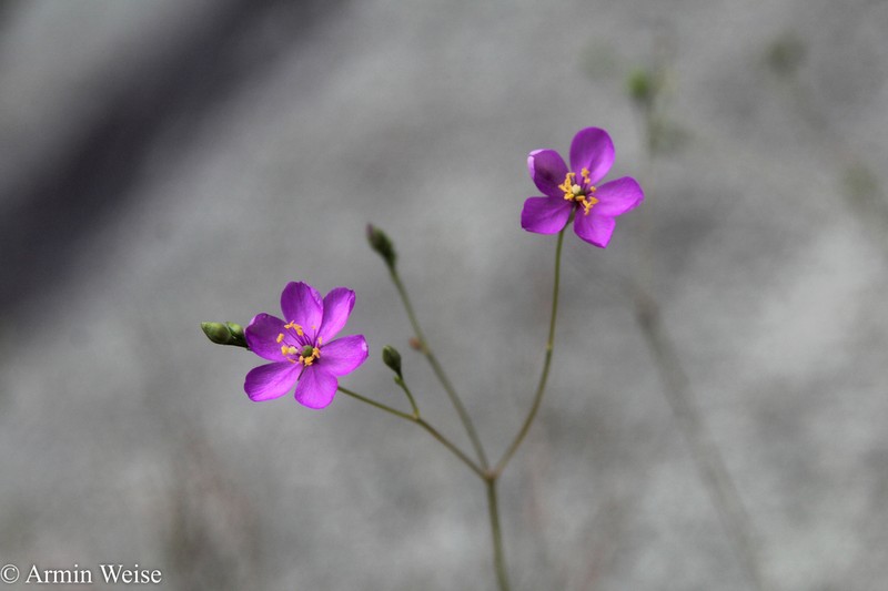 Quill Fameflower photo 3