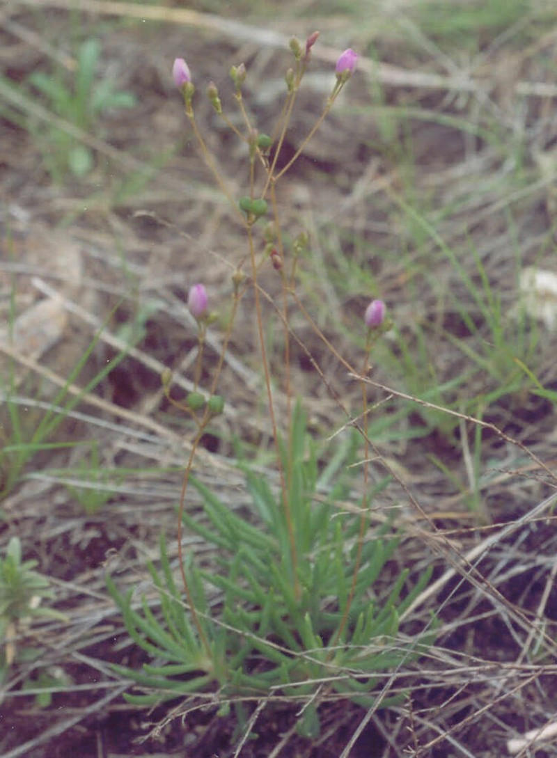 Quill Fameflower photo 6