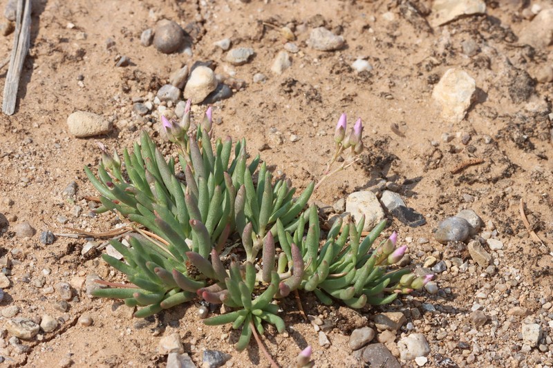 Cedar Mountain Fameflower photo 2