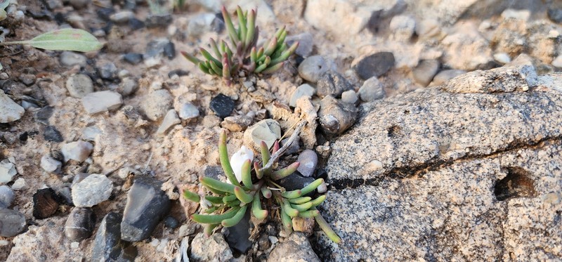 Cedar Mountain Fameflower photo 5